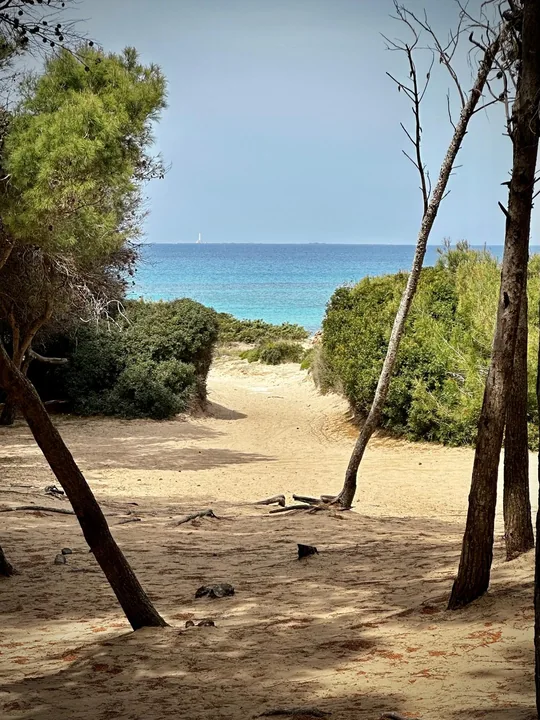Beach path to the sea