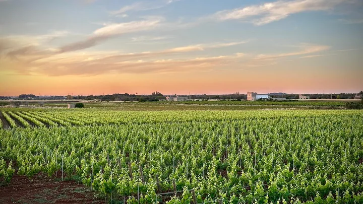 Sunset over the vines