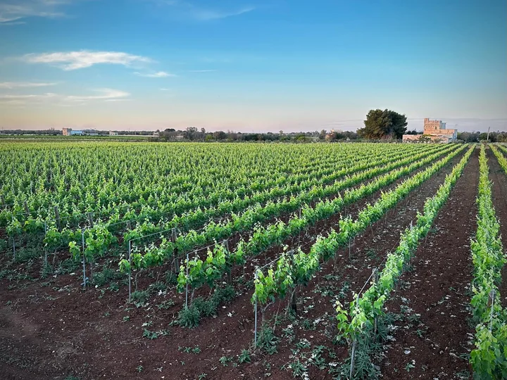 Puglia winery vineyards
